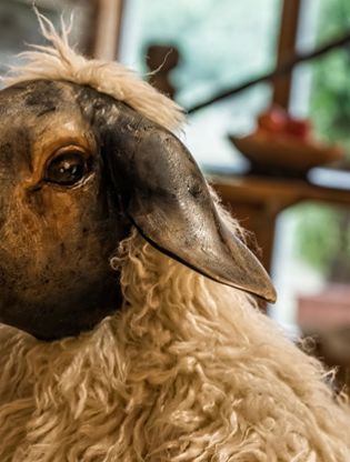 Sheep Plushy in the Spa