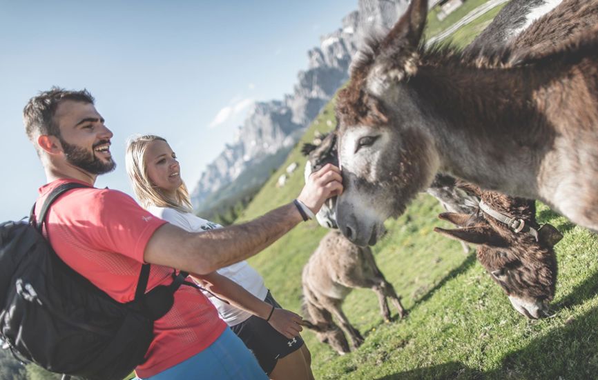 Esel treffen: Urlaub in Toblach