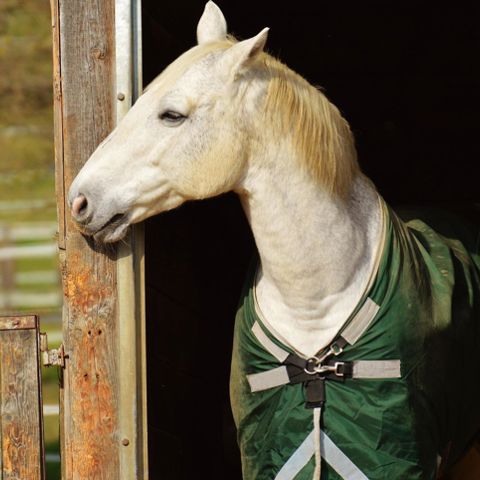 Summer in Toblach: Horse riding