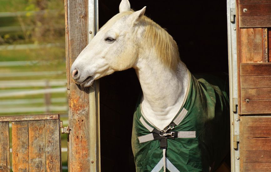 Summer in Toblach: Horse riding